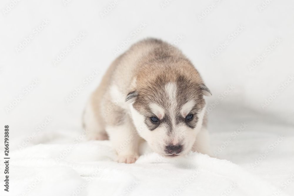 Cute siberian husky puppy alone Cute siberian husky puppy alone