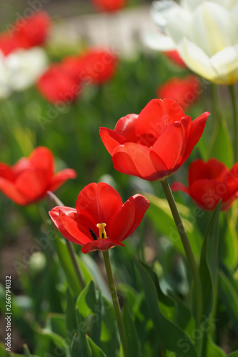 Flowerbed with colorful tulips in spring.