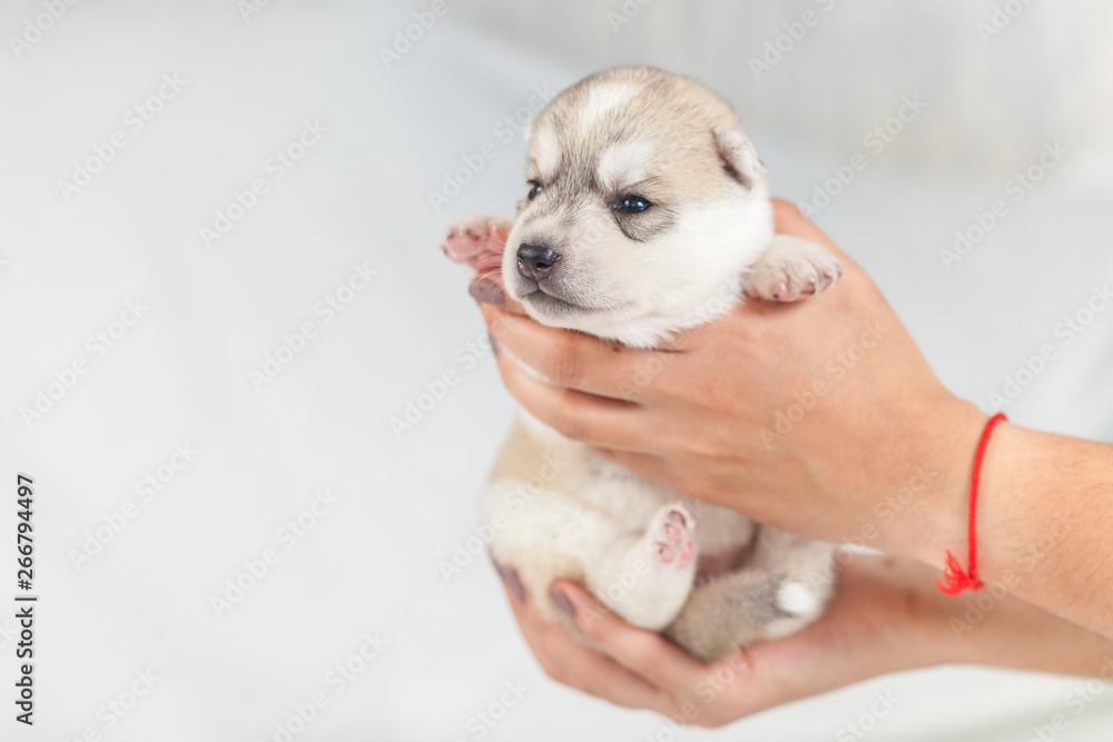 siberian Husky puppy in hands siberian Husky puppy in hands