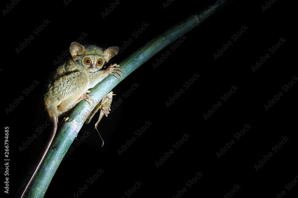 Naklejka premium Spectral Tarsier, Tarsius spectrum, portrait of rare endemic nocturnal mammal eating grasshopper, small cute primate in large ficus tree in jungle, Tangkoko National Park, Sulawesi, Indonesia, Asia