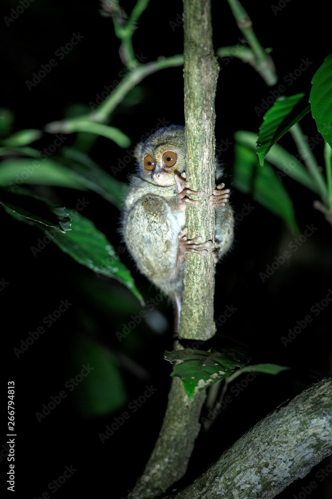 Spectral Tarsier, Tarsius spectrum, portrait of rare endemic nocturnal mammals, small cute primate in large ficus tree in jungle, Tangkoko National Park, Sulawesi, Indonesia, Asia
