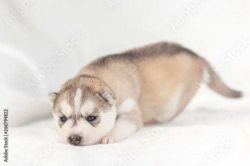 Siberian Husky puppy one month © lobodaphoto