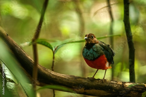 Sulawesi pitta (Erythropitta celebensis) perches on a branch in indonesian jungle, endemic species to Indonesia, Exotic birding in Asia, Tangkoko, Sulawesi, beautiful colorful bird photo