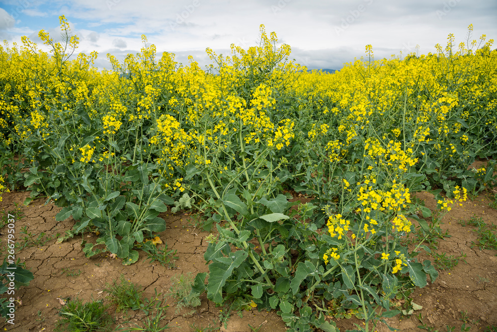 Oilseed rape field with cloudy sky Oilseed rape field with cloudy sky