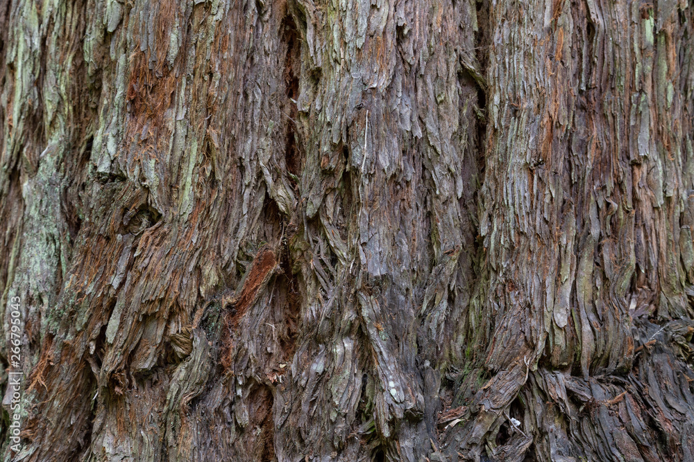 Abstract wooden background from wood brown bark Abstract wooden background from wood brown bark