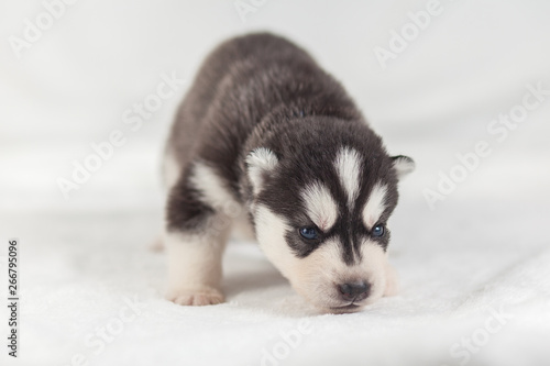 cute Siberian Husky Puppy alone © lobodaphoto