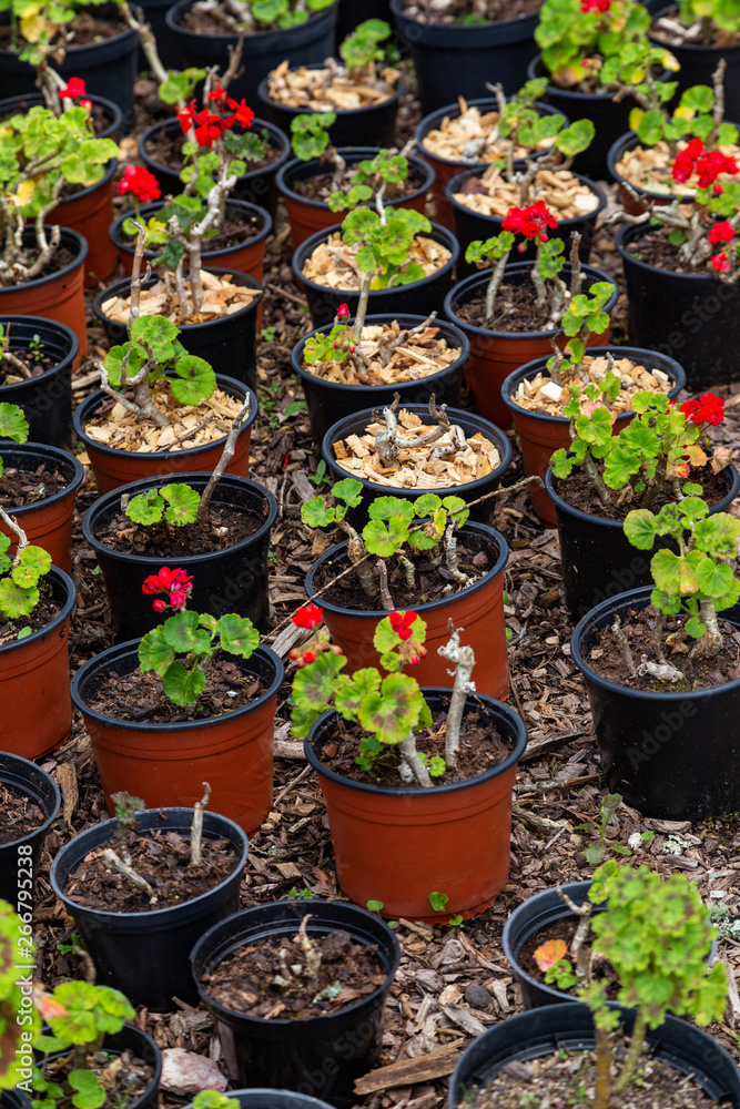 seedings of plants in pots seedings of plants in pots