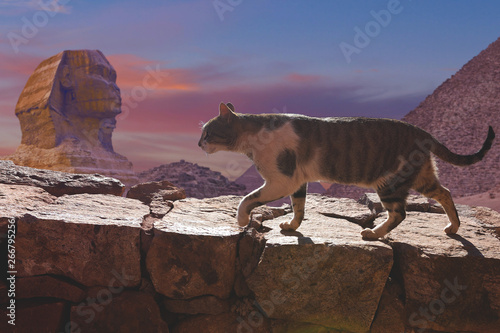 The cat walks along the trail against the backdrop of the mountain of Moses in Egypt  © Mountains Hunter