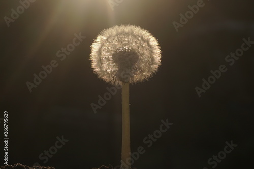 Dandelion in the sunset on a dark background