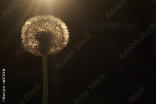 Dandelion in the sunset on a dark background