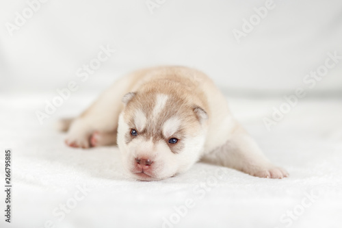 Siberian Husky puppy one month © lobodaphoto