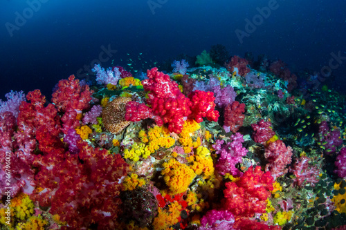 Beautiful, colorful soft corals on a tropical reef at Black Rock, Mergui Archipelago, Myanmar