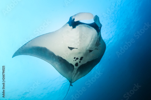 Large Oceanic Manta Rays (Manta Birostris) swimming in a blue, tropical ocean