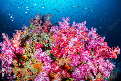 Fototapeta Naklejka Na Ścianę i Meble -  A vibrant, colorful tropical coral reef in Asia