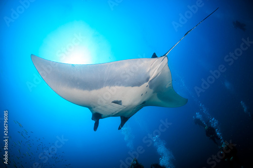 SCUBA divers watching huge Oceanic Manta Rays on a coral reef in Myanmar