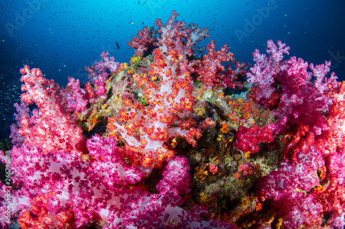 A vibrant  colorful tropical coral reef in Asia