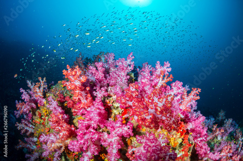 Incredible colors on soft corals on a tropical reef in Asia