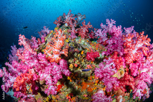 Beautiful, colorful soft corals on a tropical reef at Black Rock, Mergui Archipelago, Myanmar