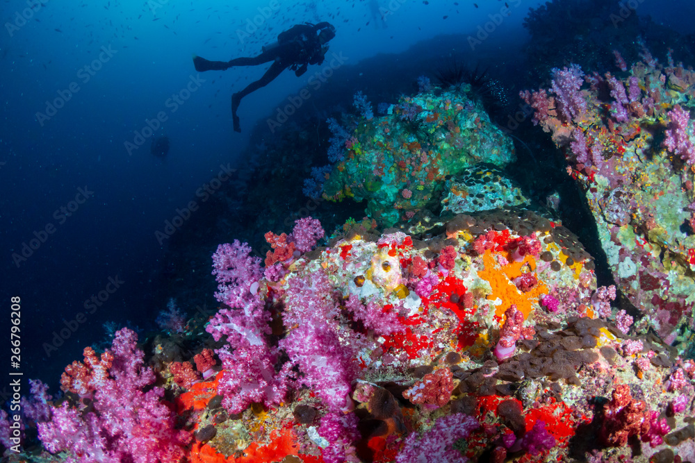 Fototapeta premium SCUBA diver swimming over a beautiful, colorful tropical coral reef