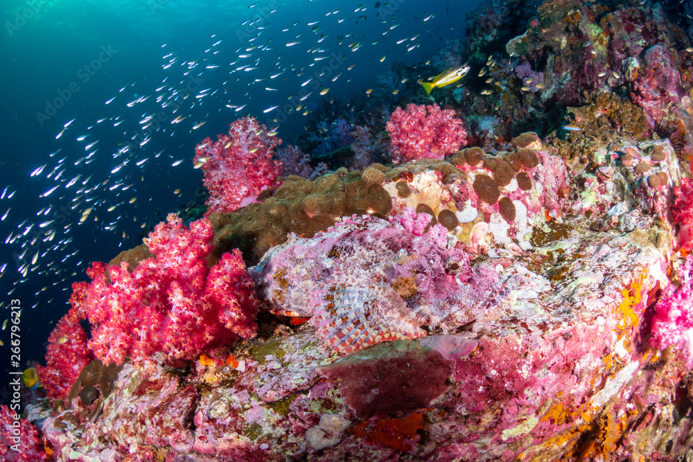 A Scorpionfish hidden amongst colorful soft corals on a tropical coral reef (Black Rock, Myanmar)