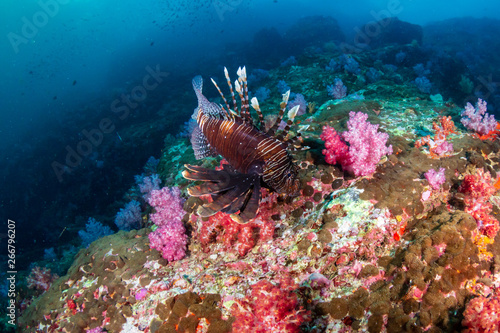 Lionfish on a colorful tropical coral reef in Burma