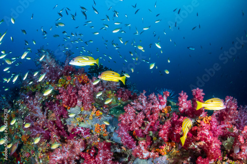 A vibrant, colorful tropical coral reef in Asia