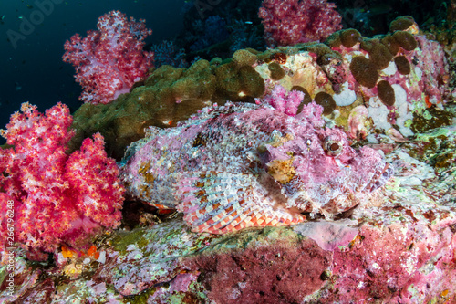 A Scorpionfish hidden amongst colorful soft corals on a tropical coral reef (Black Rock, Myanmar)