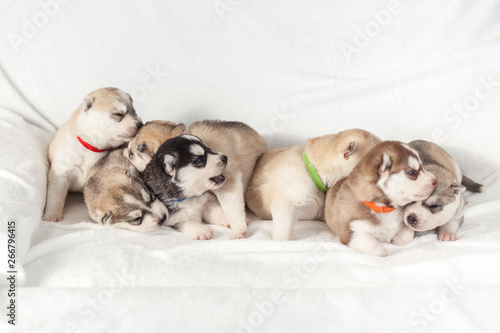 playful siberian husky puppies 1 month