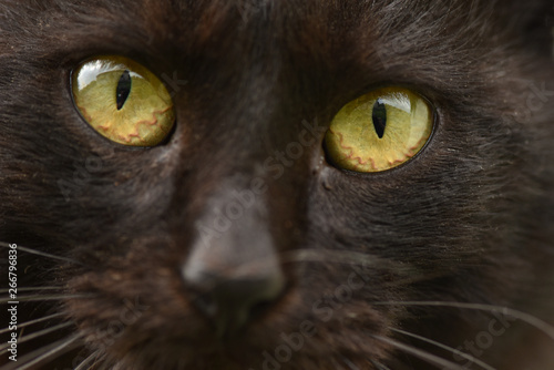 Fototapeta Naklejka Na Ścianę i Meble -  Closeup portrait of a cat.