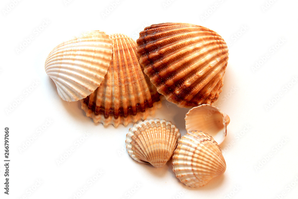 beautiful seashells on white background beautiful seashells on white background