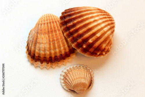 beautiful seashells on white background