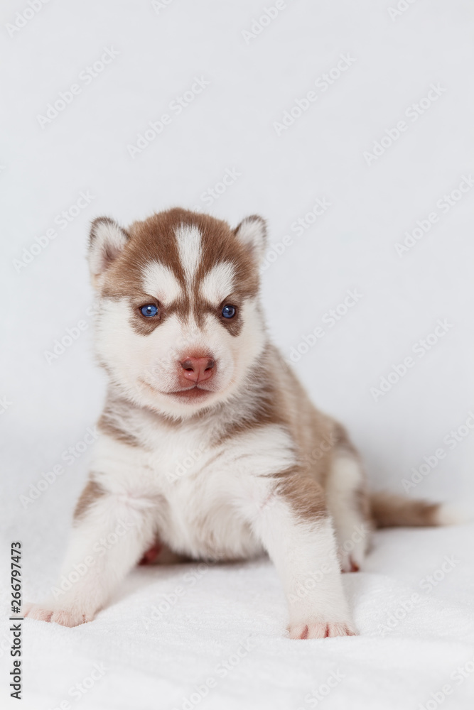 Beautiful siberian husky puppies new born