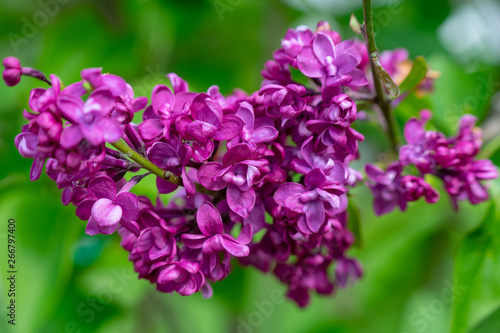 lilac flower in the spring