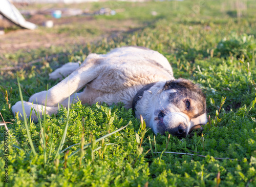 Central Asian Shepherd in the yard resting and playing on weighted green grass