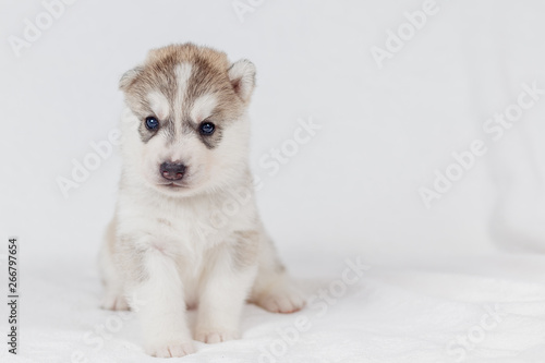 Cute Siberian husky puppy beautiful
