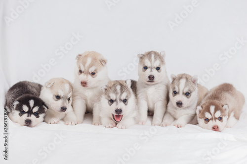 Cute Siberian husky puppy beautiful