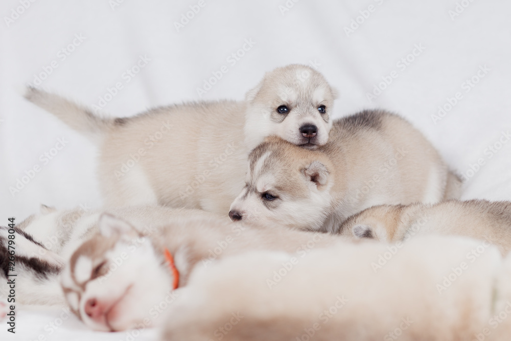 Fototapeta premium playful siberian husky puppies 1 month