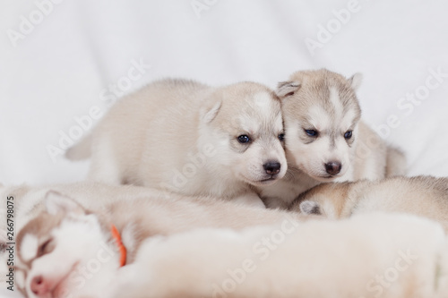 playful siberian husky puppies 1 month © lobodaphoto