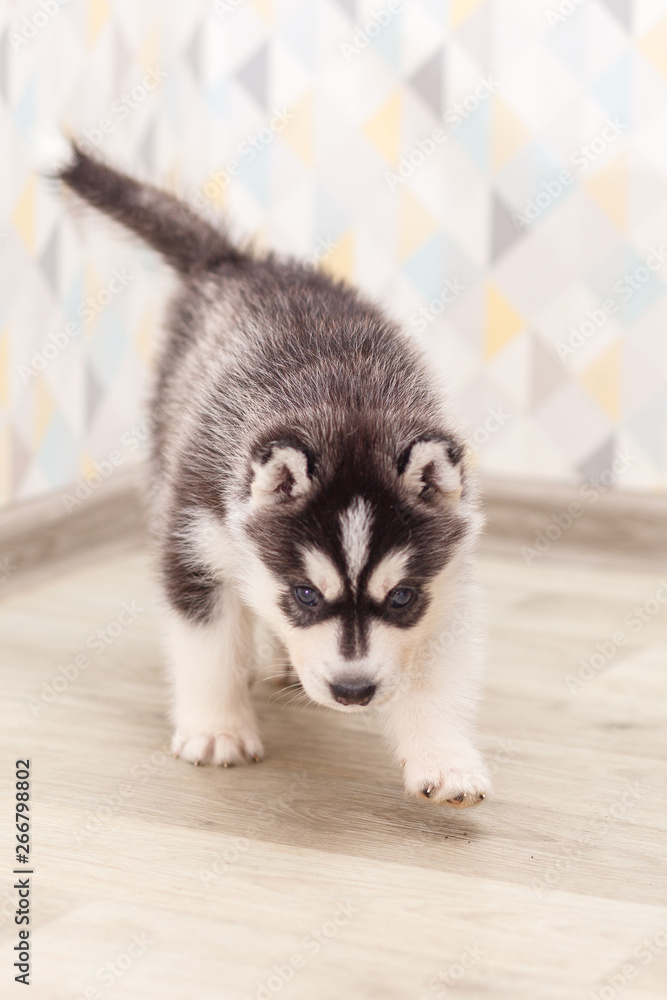 Beautiful siberian husky puppies new born Beautiful siberian husky puppies new born