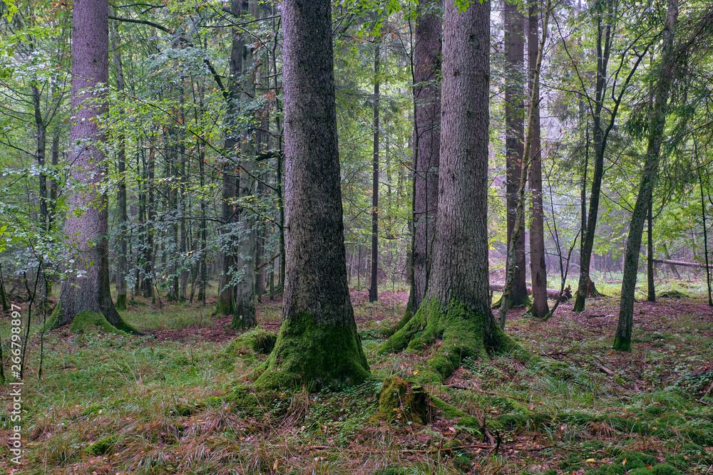 Deciduous stand of Bialowieza Forest with hornbeams and oaks Deciduous stand of Bialowieza Forest with hornbeams and oaks