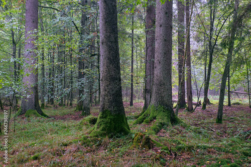 Deciduous stand of Bialowieza Forest with hornbeams and oaks © Aleksander Bolbot