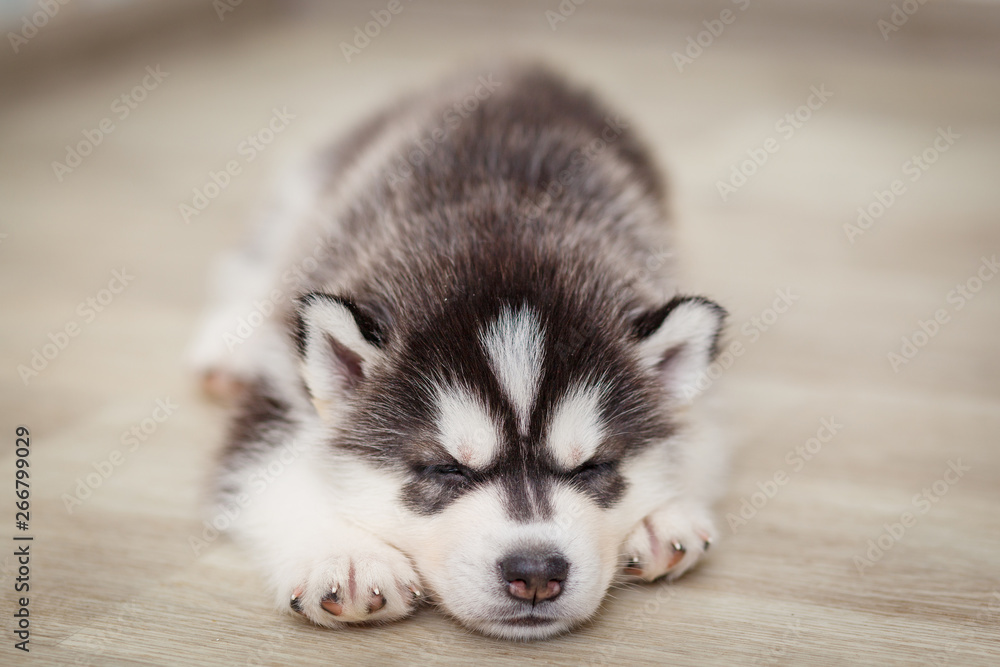 Beautiful siberian husky puppies new born Beautiful siberian husky puppies new born