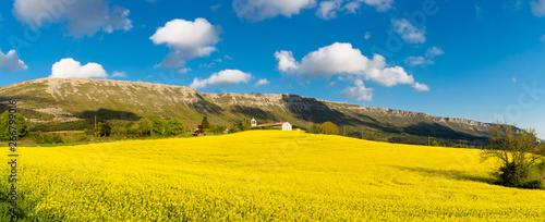 campos de flores en Álava, Spain