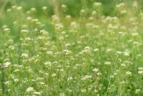Background of white wildflowers. Green texture. Beautiful field.