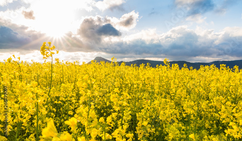 Flowery fields in spring