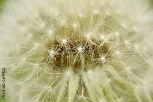 Dandelion close up. Medicinal plant.