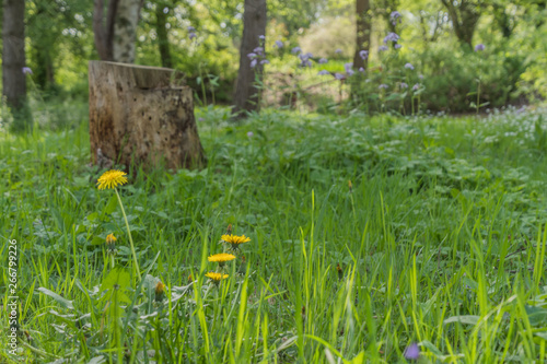 Botanischer Garten