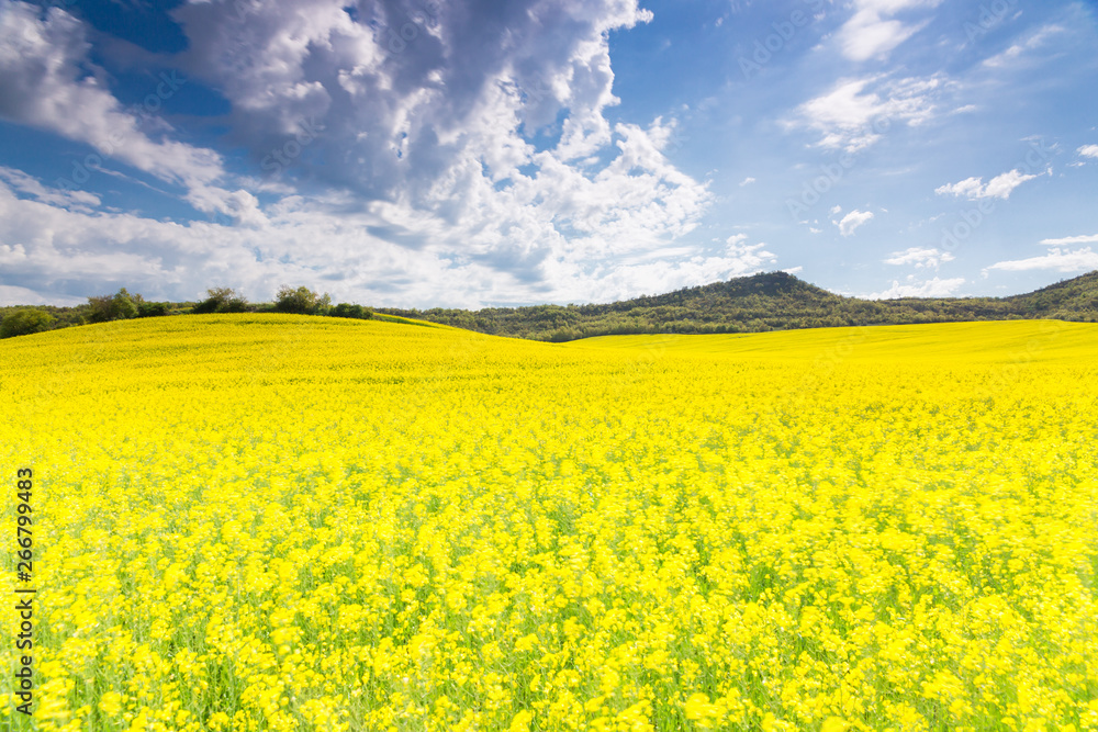 Obraz premium road surrounded by flower fields