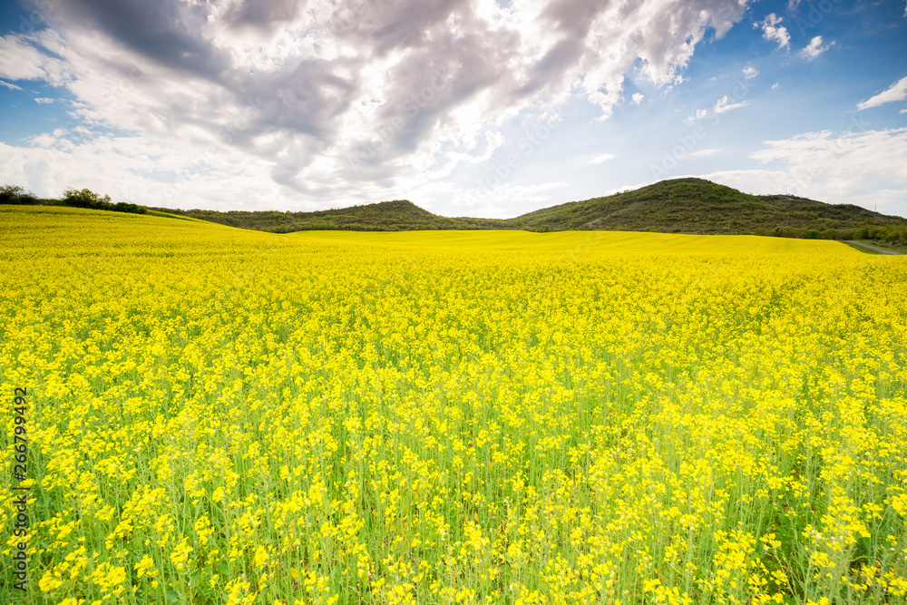 Campos floridos en primavera