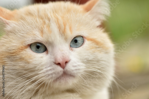 Portrait of a cat close-up. Turkish van.